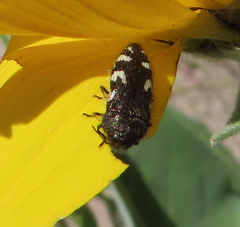 Acmaeodera idahoensis