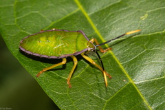 Heteroptera