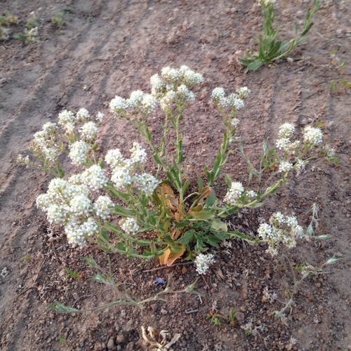Lepidium appelianum