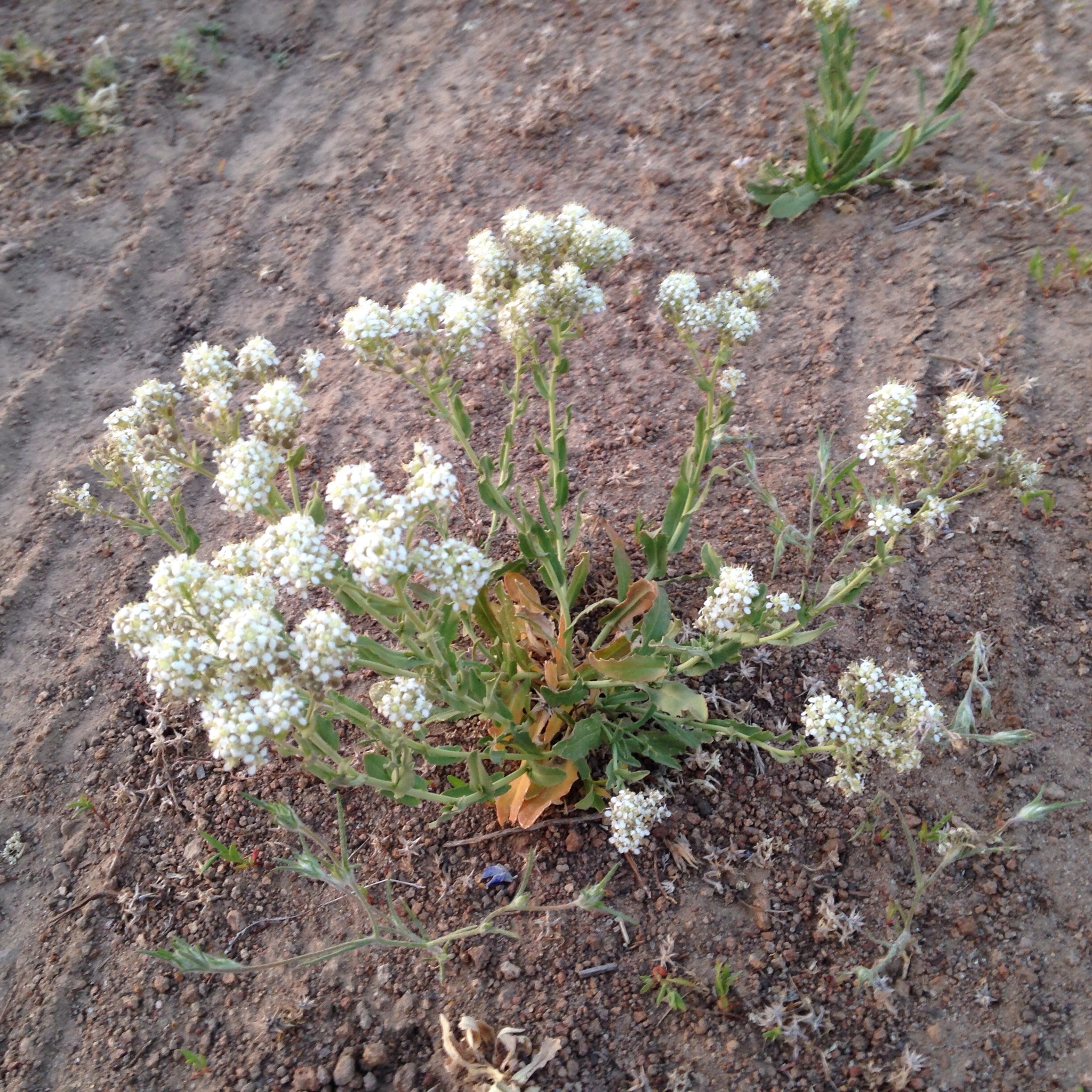 Lepidium appelianum