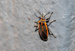 Melacoryphus circumlitus