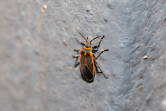 Melacoryphus circumlitus