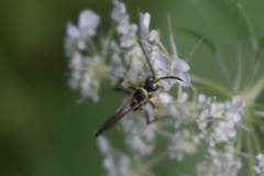 Ceropales maculata