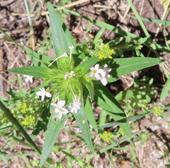 Collomia linearis