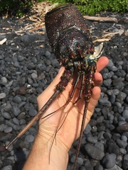 Panulirus penicillatus