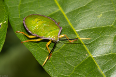 Heteroptera
