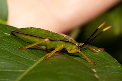 Heteroptera