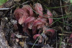 Monotropa hypopitys