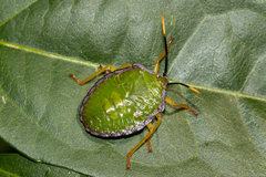 Heteroptera