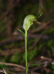 Pterostylis trullifolia