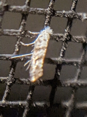 Cameraria hamadryadella