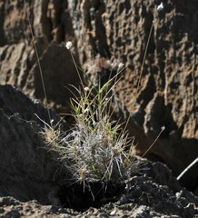 Enneapogon lindleyanus