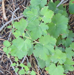 Ribes viscosissimum