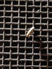 Cameraria hamadryadella