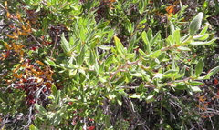 Cercocarpus ledifolius