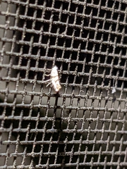 Cameraria hamadryadella