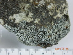 Lecanora gangaleoides
