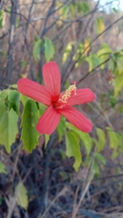 Hibiscus perrieri image