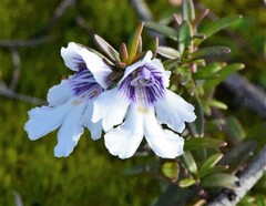 Prostanthera saxicola montana