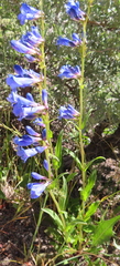 Penstemon cyaneus