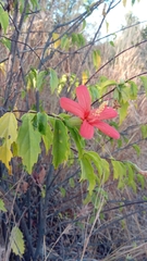 Image of Hibiscus perrieri