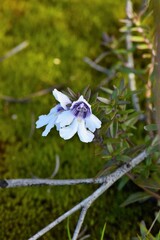 Prostanthera saxicola montana