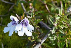 Prostanthera saxicola montana