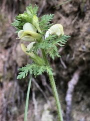Pedicularis tuberosa