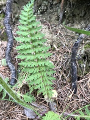 Pedicularis tuberosa