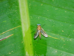 Chrysopilus ferruginosus