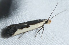 Dichomeris serrativittella