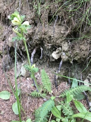 Pedicularis tuberosa
