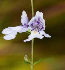 Prostanthera saxicola montana