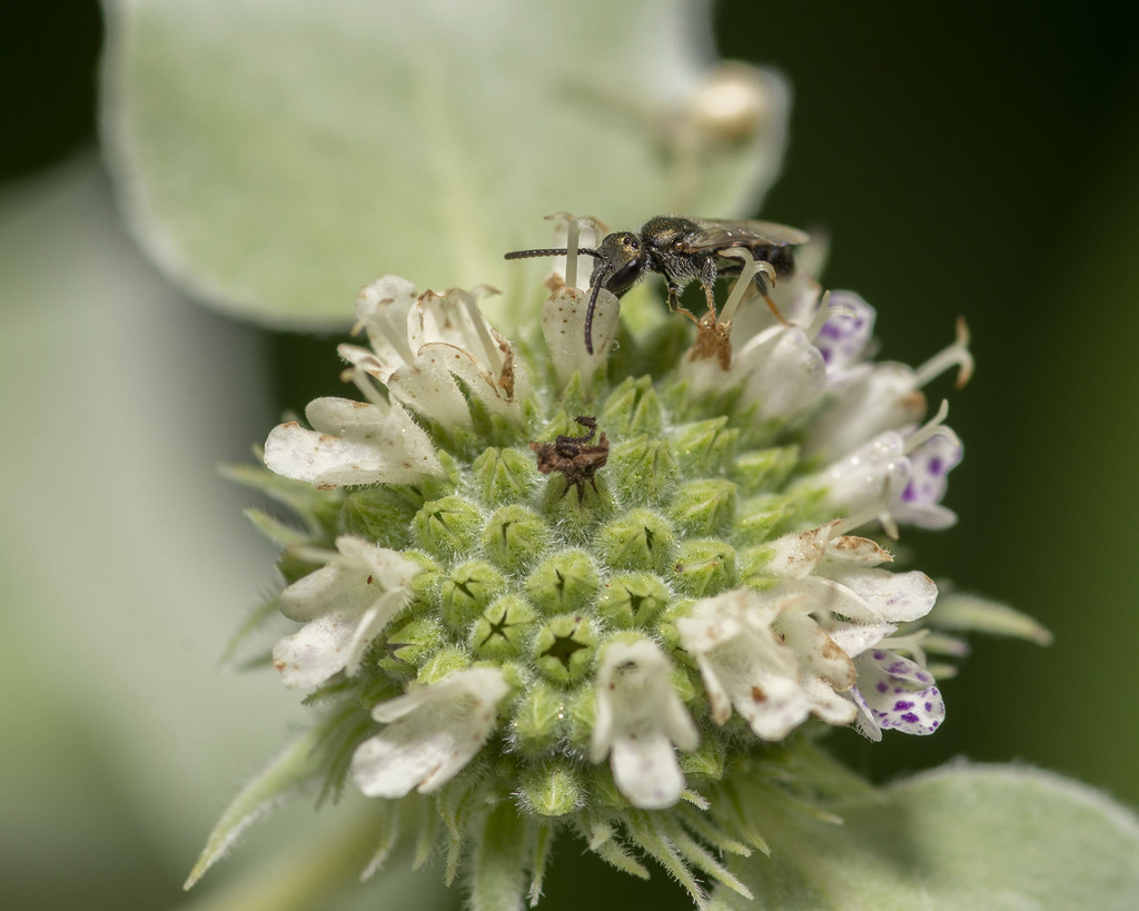 Metallic Sweat Bees In June 2022 By Lillie 4 5mm INaturalist   Large 