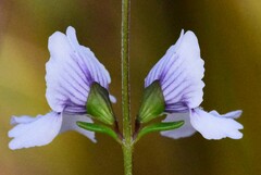 Prostanthera saxicola montana