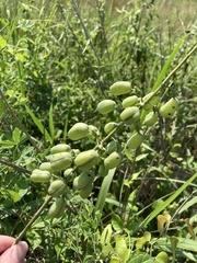 Baptisia alba macrophylla