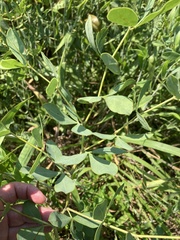 Baptisia alba macrophylla