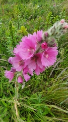 Sidalcea hirtipes