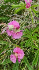 Sidalcea hirtipes