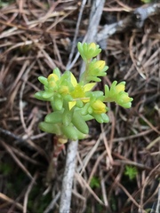 Sedum annuum