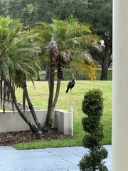 Meleagris gallopavo osceola