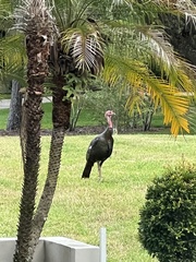 Meleagris gallopavo osceola