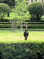 Meleagris gallopavo osceola