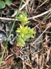 Sedum annuum