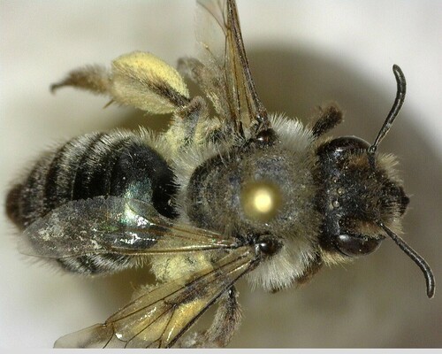 iNaturalist observation photo of Mining Bees