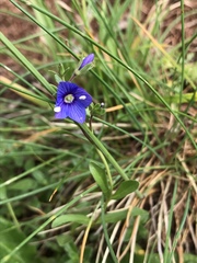 Veronica fruticans