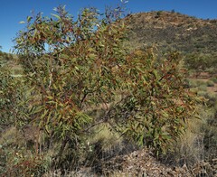 Eucalyptus socialis