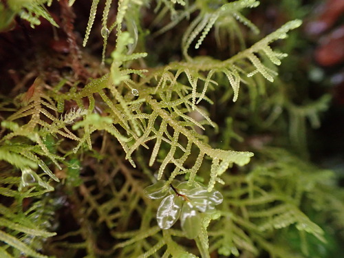Lepidozia filamentosa