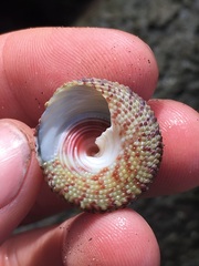 Trochus intextus