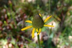 Rudbeckia californica